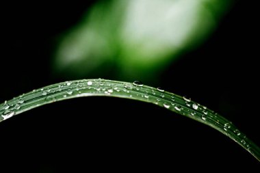 yeşil yaprak yağmur sonra su damlaları