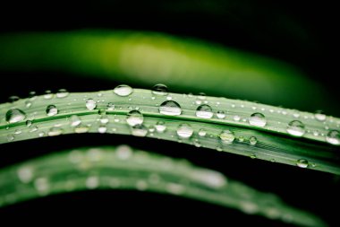 yeşil yaprak yağmur sonra su damlaları