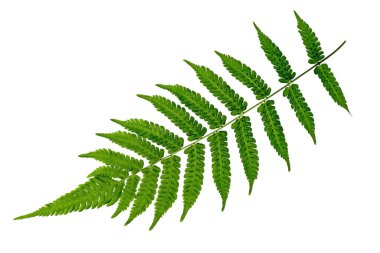 Leaves with strange shapes and patterns