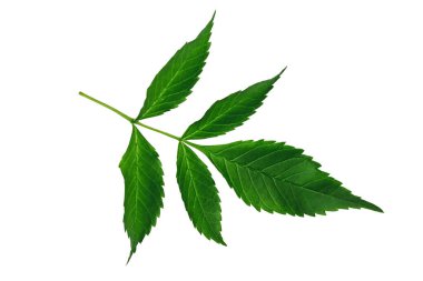 Leaves with strange shapes and patterns