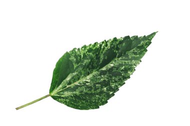 Leaves with strange shapes and patterns