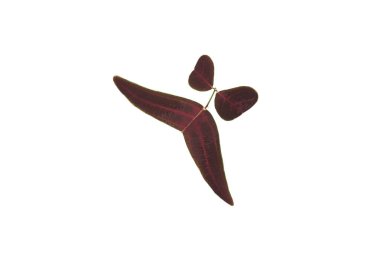 Leaves with strange shapes and patterns