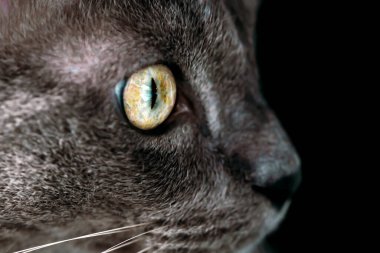 Cats eye in the dark. Looks like a hunter.