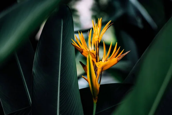 Beautiful orange flowers (Bird of paradise)