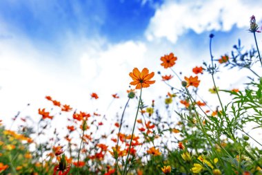 Cosmos Flowers in the sunny day