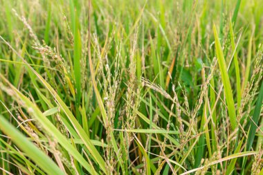 closeup of rice field plantation
