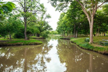 big trees and nature in the park