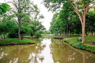 big trees and nature in the park