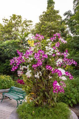 Yeşil bahçede farklı orkideler. 