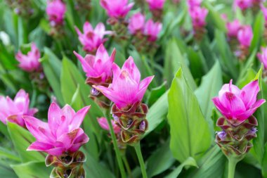 ormanda chaiya phoom açan çiçek vahşi siam laleler