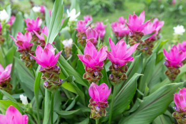 ormanda chaiya phoom açan çiçek vahşi siam laleler