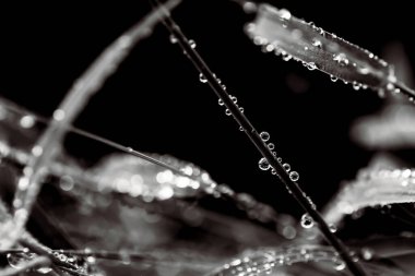 yeşil yaprak yağmur sonra su damlaları