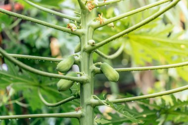 Meyveli taze papaya ağacı.