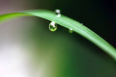 yeşil yaprak yağmur sonra su damlaları