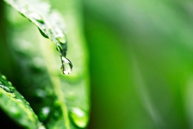 yeşil yaprak yağmur sonra su damlaları