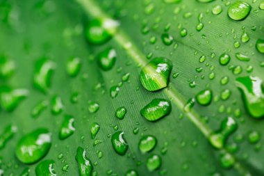 yeşil yaprak yağmur sonra su damlaları