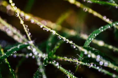 yeşil yaprak yağmur sonra su damlaları