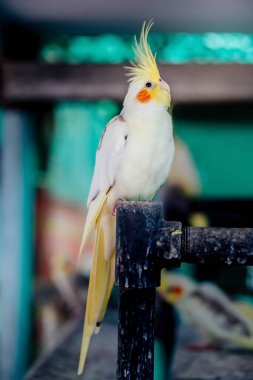 Cockatiel portresi (Nymphicus hollandicus)