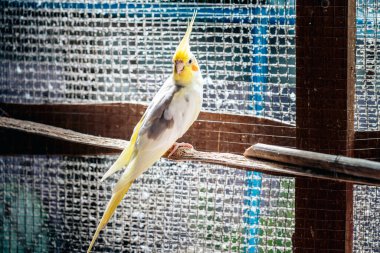 Cockatiel portresi (Nymphicus hollandicus)