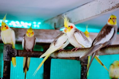 Cockatiel portresi (Nymphicus hollandicus)