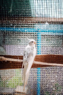 Cockatiel portresi (Nymphicus hollandicus)