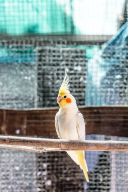 Cockatiel portresi (Nymphicus hollandicus)