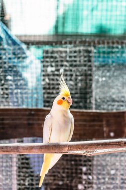Cockatiel portresi (Nymphicus hollandicus)