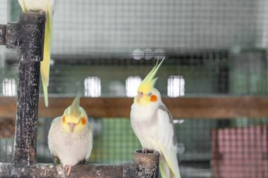 Cockatiel portresi (Nymphicus hollandicus)