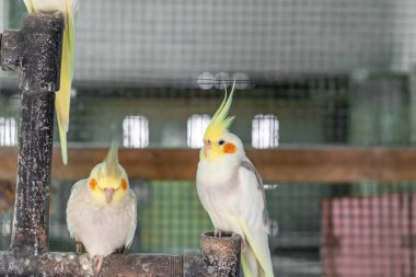 Cockatiel portresi (Nymphicus hollandicus)
