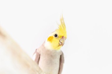 Cockatiel portresi (Nymphicus hollandicus)