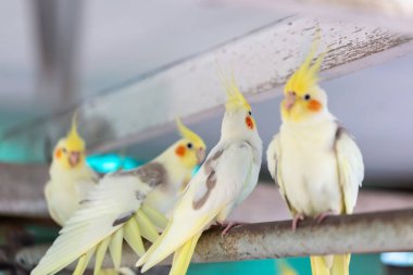 Cockatiel portresi (Nymphicus hollandicus)