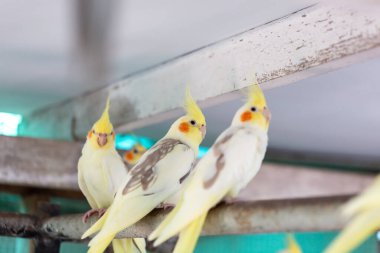Cockatiel portresi (Nymphicus hollandicus)