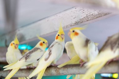 Cockatiel portresi (Nymphicus hollandicus)