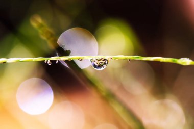 yeşil yaprak yağmur sonra su damlaları