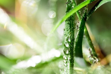 yeşil yaprak yağmur sonra su damlaları