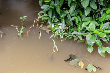 Grass growing along the village canal