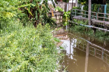 Grass growing along the village canal