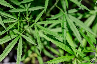 Close up marijuana leaves growth in the farm