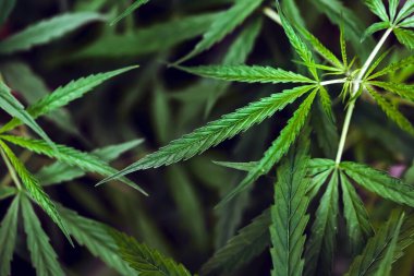 Close up marijuana leaves growth in the farm