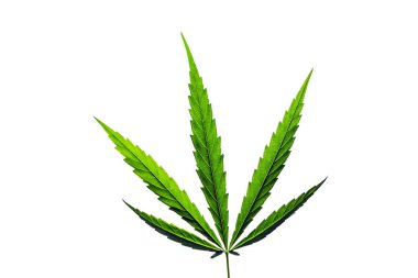 Close up marijuana leaves growth in the farm