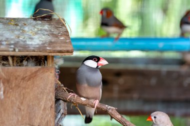 Zebra finch exotic bird (Taeniopygia guttata) in a large cage