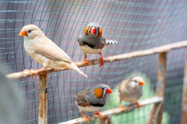 Zebra finch exotic bird (Taeniopygia guttata) in a large cage