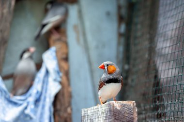 Zebra finch exotic bird (Taeniopygia guttata) in a large cage