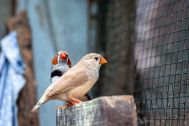 Zebra finch exotic bird (Taeniopygia guttata) in a large cage