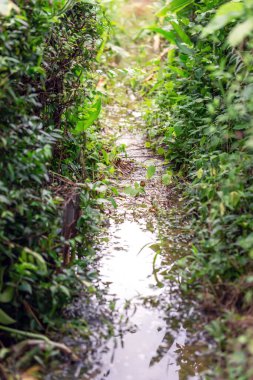 Small puddles on the way in the forest