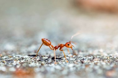 Close up red weaver ants on the floor
