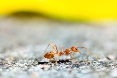 Close up red weaver ants on the floor
