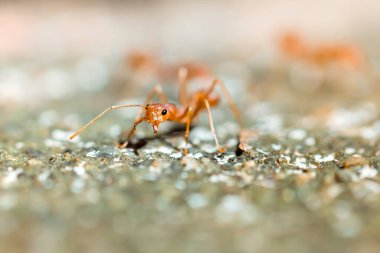 Close up red weaver ants on the floor