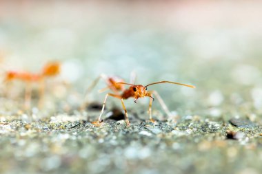 Close up red weaver ants on the floor