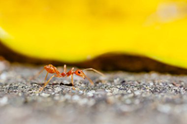 Close up red weaver ants on the floor